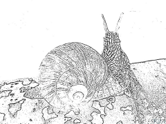 snail Coloring Pages To Print